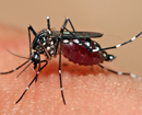 Dengue cases in Karavali may rise again